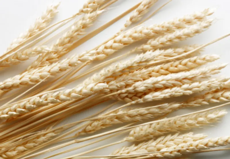 Cellulose food